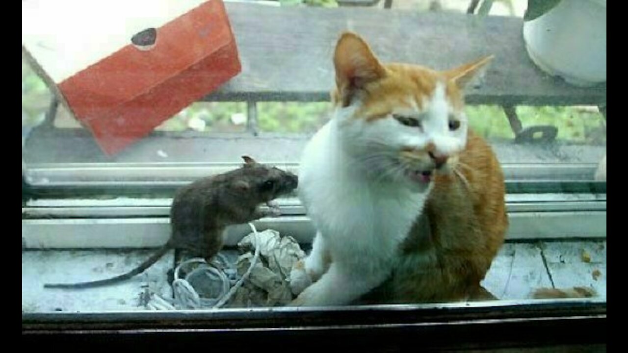 vegetarian Cat and Mouse