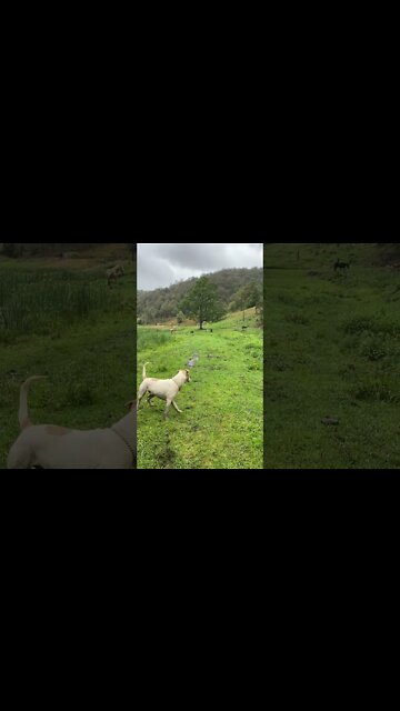 Another Fetch Fail! Oh Henry Dog!