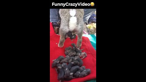 Mr FunnyCrazyVideo😂 Just Incredible Video Funny and Crazy #Like Follow for Follow 🥰