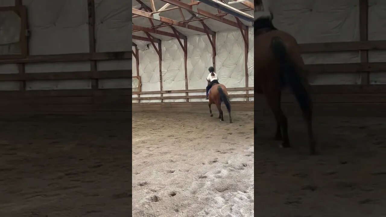 Miss Molly and sweet Indy looking smooth