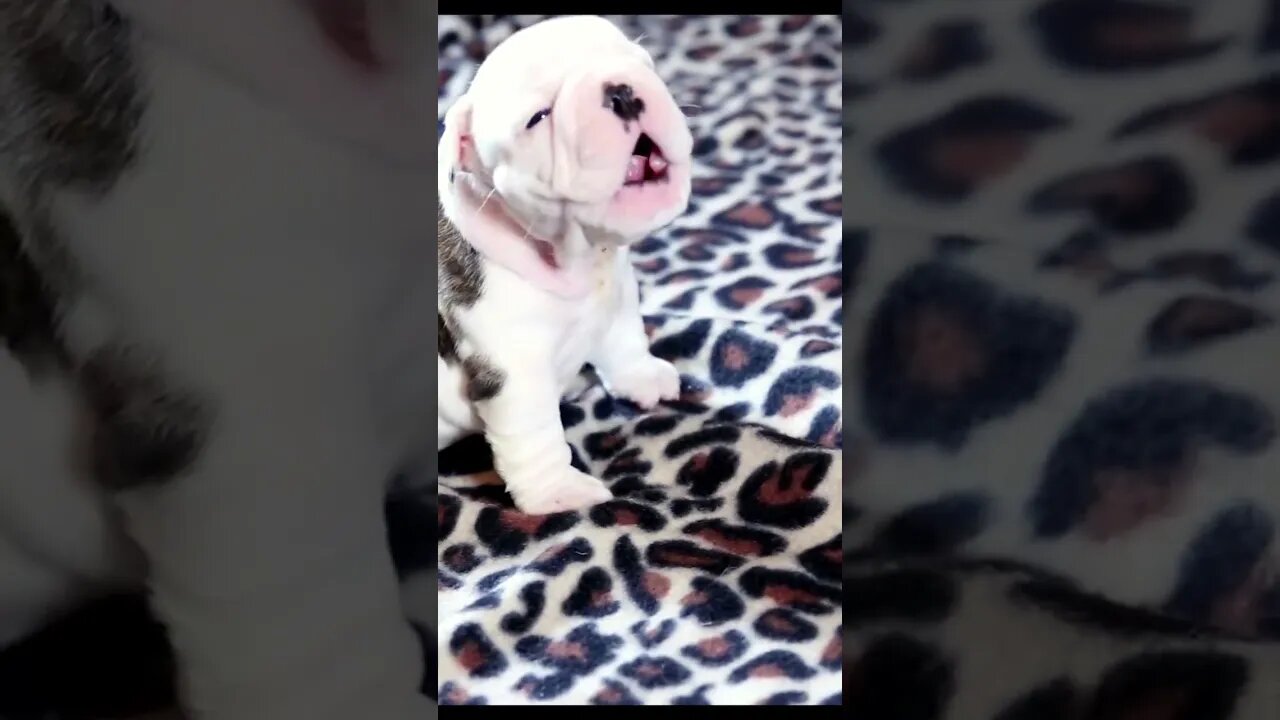 Bulldog Puppy Howls! SO DARN CUTE!...💖💖😍😍