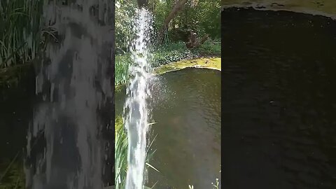 #shorts #wasser #garten