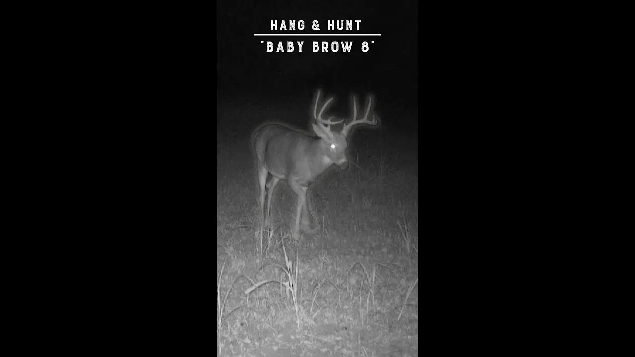 The Quest For “Baby Brow 8” (5.5 Year Old Whitetail Buck!)