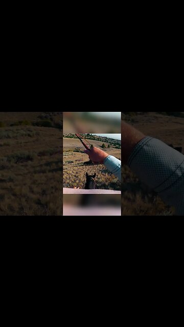 Moving Cows On Steep Montana Hills