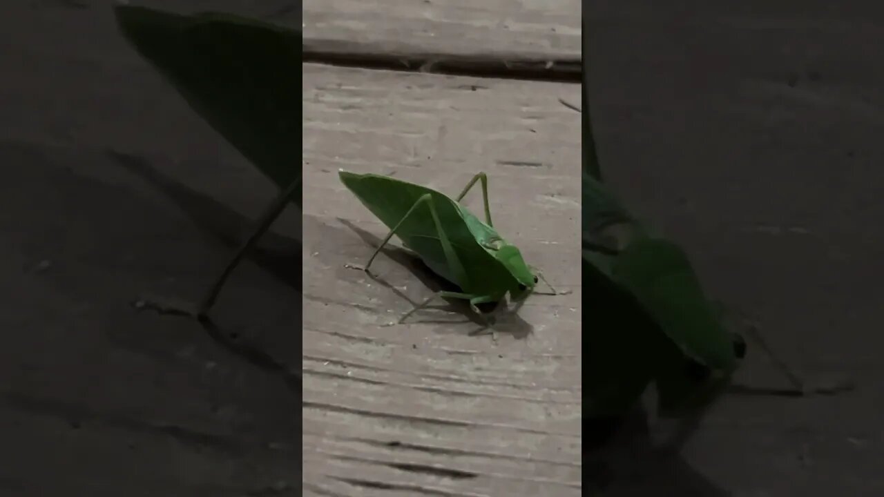 Found a katydid on our front porch. A very cool big green bug! Likes/comments/subs are appreciated!