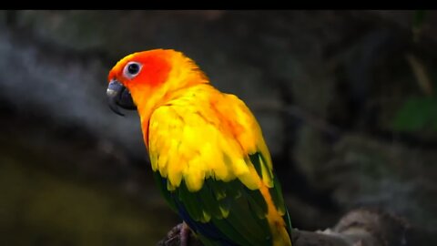 Lindos pássaros videografia da vida selvagem