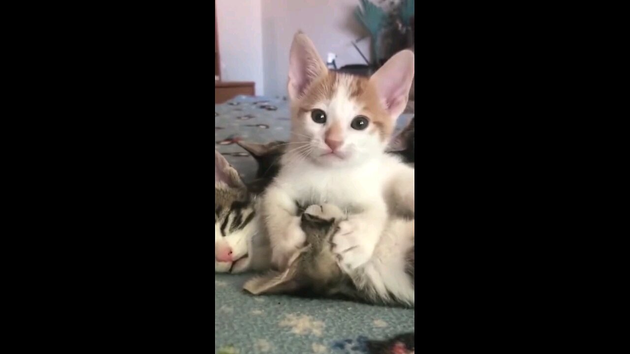 "Laughter animals funny 😁,