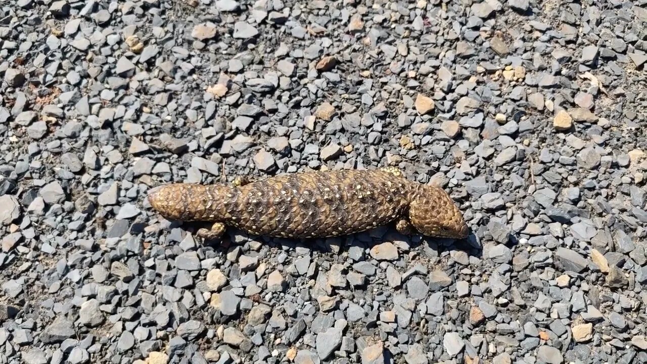 Australian sleepy lizard. Also known as a Stumpy #Shorts #lizards #reptiles