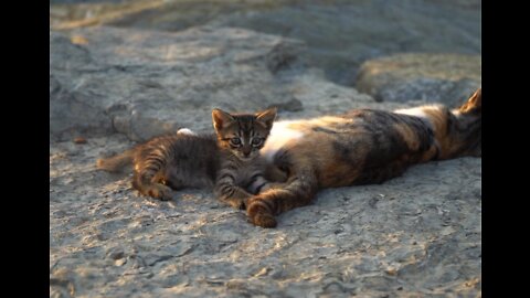 Cute Kitten Playing With It's Mother