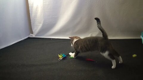 Cute Cat Managed to Rip the Feathers off a Feather Wand