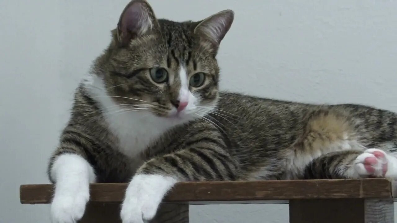 This Fluffy Cat Has a Very Red Nose