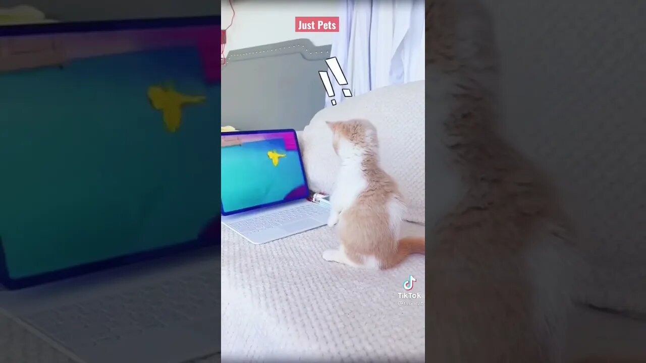 Funny Cat watching TV - Wait for It #shorts Funny animals