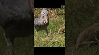 The Shoebill Facts #shorts #amazingfacts #animals