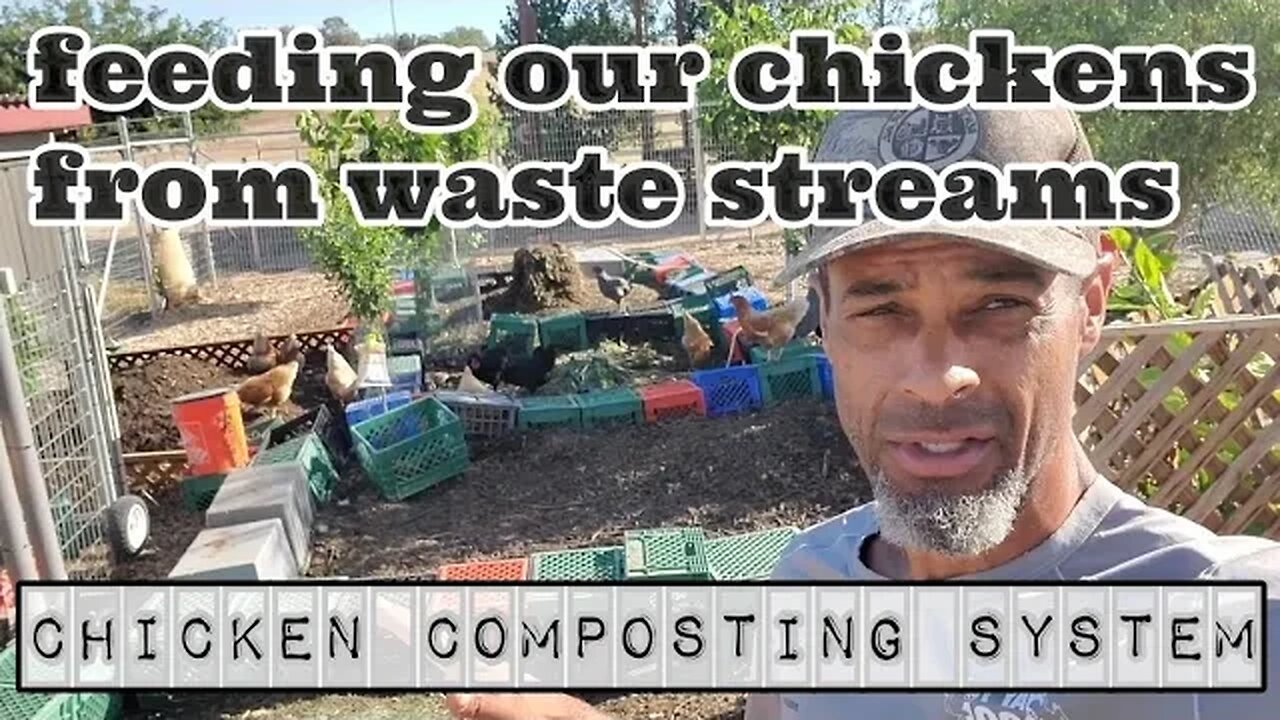 Reducing our feed bill by 70% #permaculture #chickens