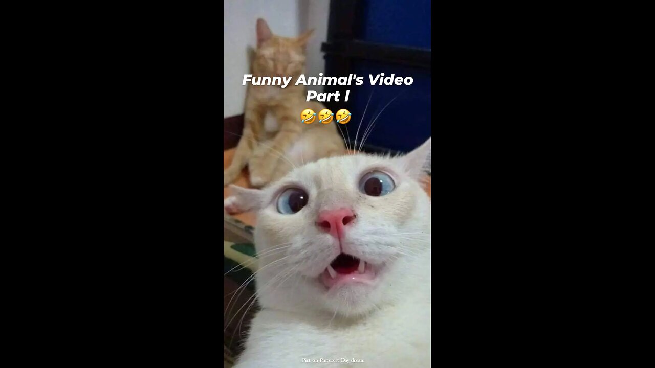 Funny Animal's Part 1