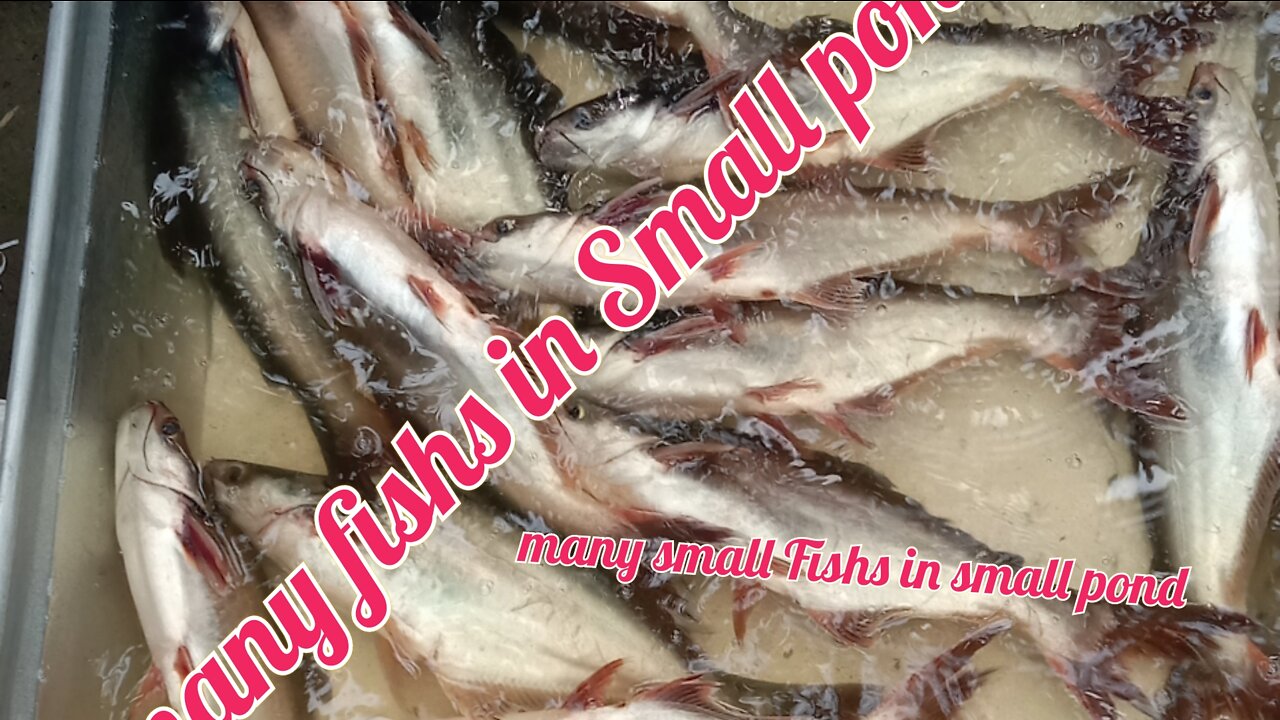 Many fish's in small pond