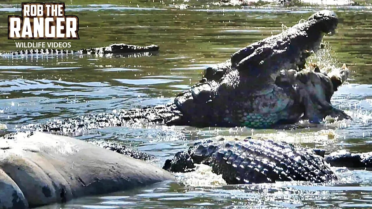 Nile Crocodiles Feasting On A Hippo | Maasai Mara Safari | Zebra Plains