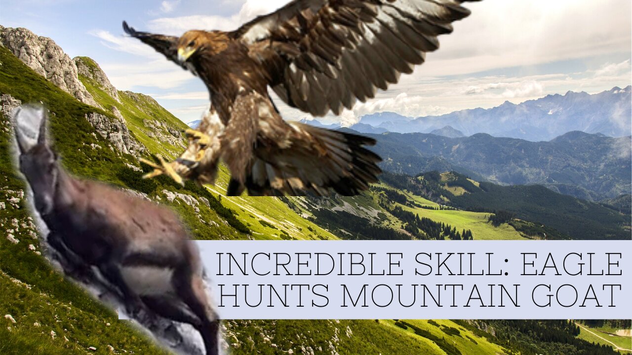 INCREDIBLE SKILL: EAGLE HUNTS MOUNTAIN GOAT