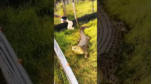 feeding the wild Crocodile 🐊 #crocodiles #sabircool