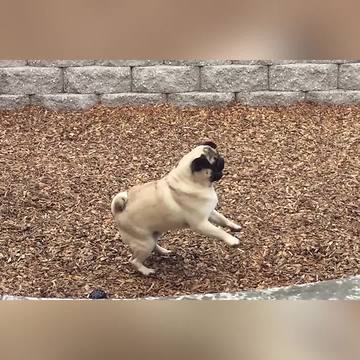 Pug Dog Stands On Its Hind Legs To Bite Rain Drops