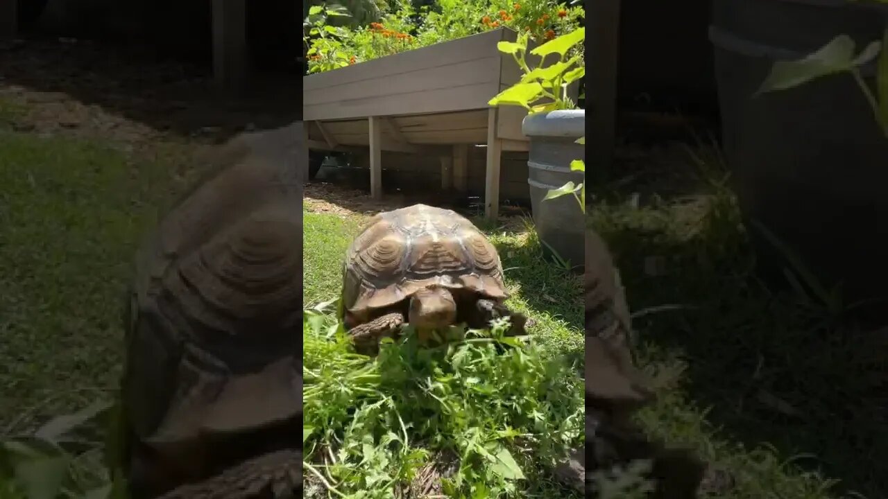 Tortellini vs Carrot Tops Timelapse #shorts #tortoise #sulcata #sulcatatortoise #carrot #timelapse