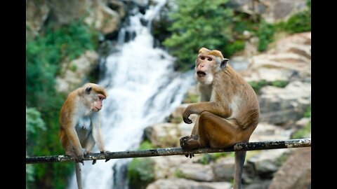 The monkeys are running very fast, climbing the wall very funny video