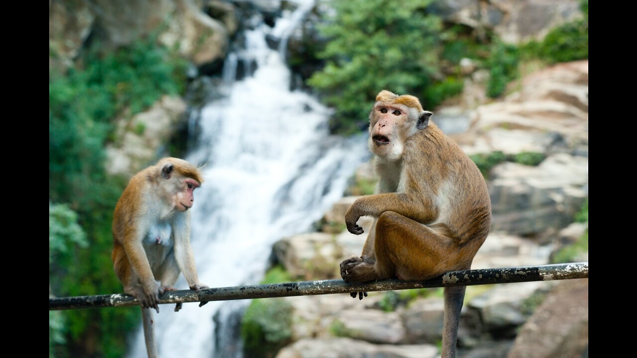The monkeys are running very fast, climbing the wall very funny video