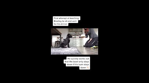 Simple dog fast lesson