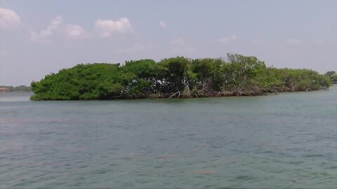 Protecting an island on the Loxahatchee River is disappearing