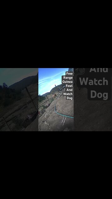 Farm cameras. Free range guinea fowl with watch dog