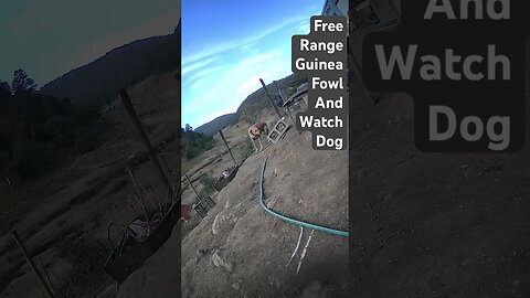 Farm cameras. Free range guinea fowl with watch dog