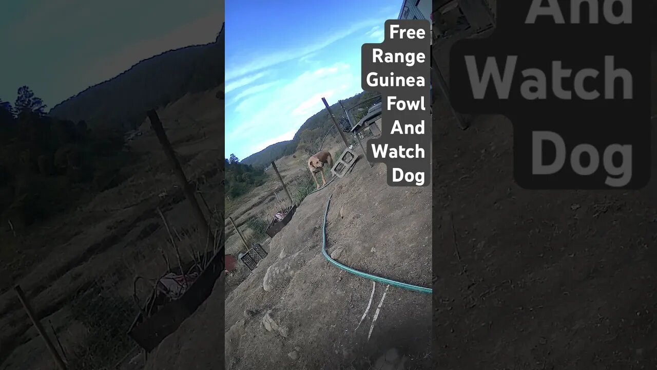 Farm cameras. Free range guinea fowl with watch dog