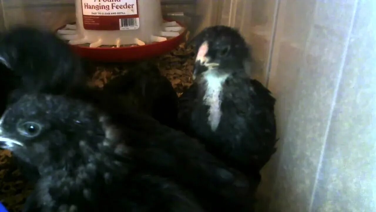 4 week old chicks, LIVE STREAM