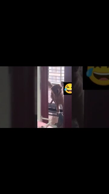 This Dog Has the Best Walks on the Treadmill