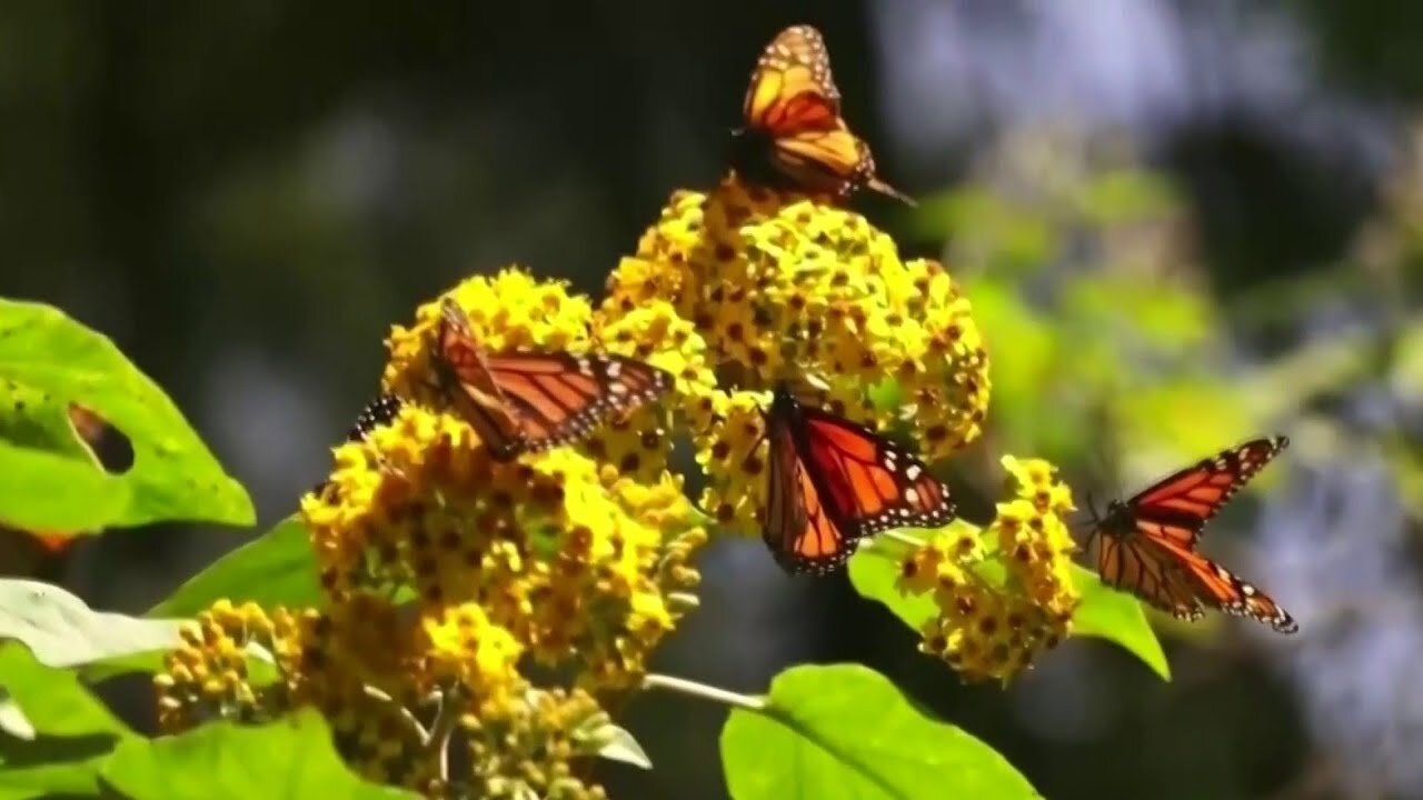 Organizaciones documentan migración de las mariposas monarcas de Canadá a México