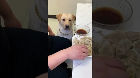 Dog Wants Sauce On Its Food
