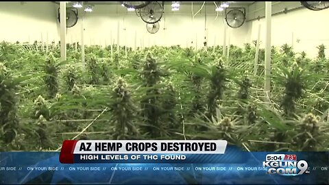 Tests find some early Arizona hemp crops have too much THC