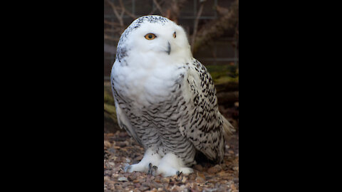 The most beautiful Owl in the world