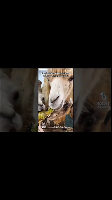 Giraffe tongues have many uses