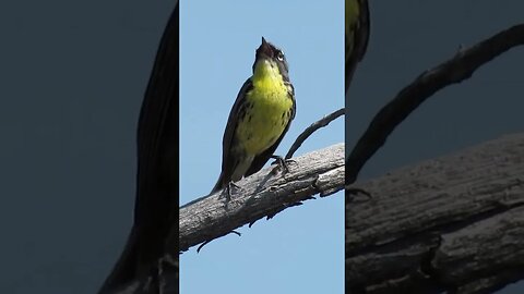 Kirtland's warbler