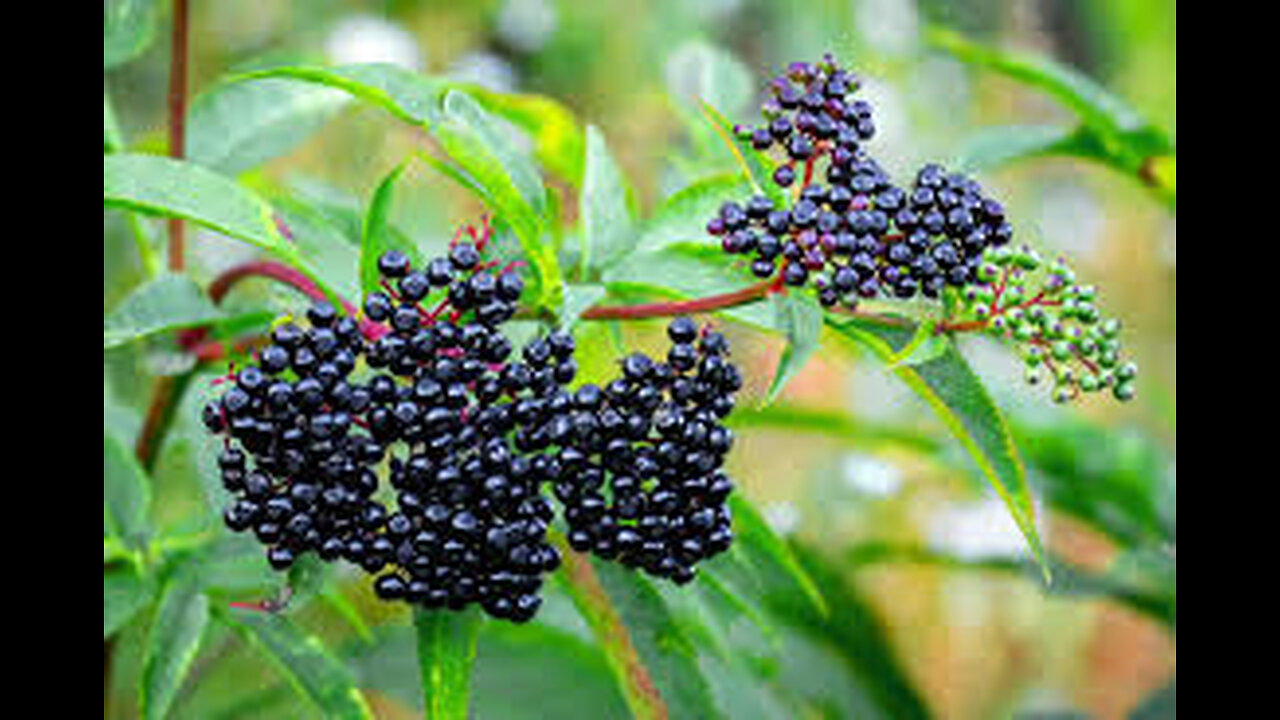 13 Amazing Health Benefits of Elderberry