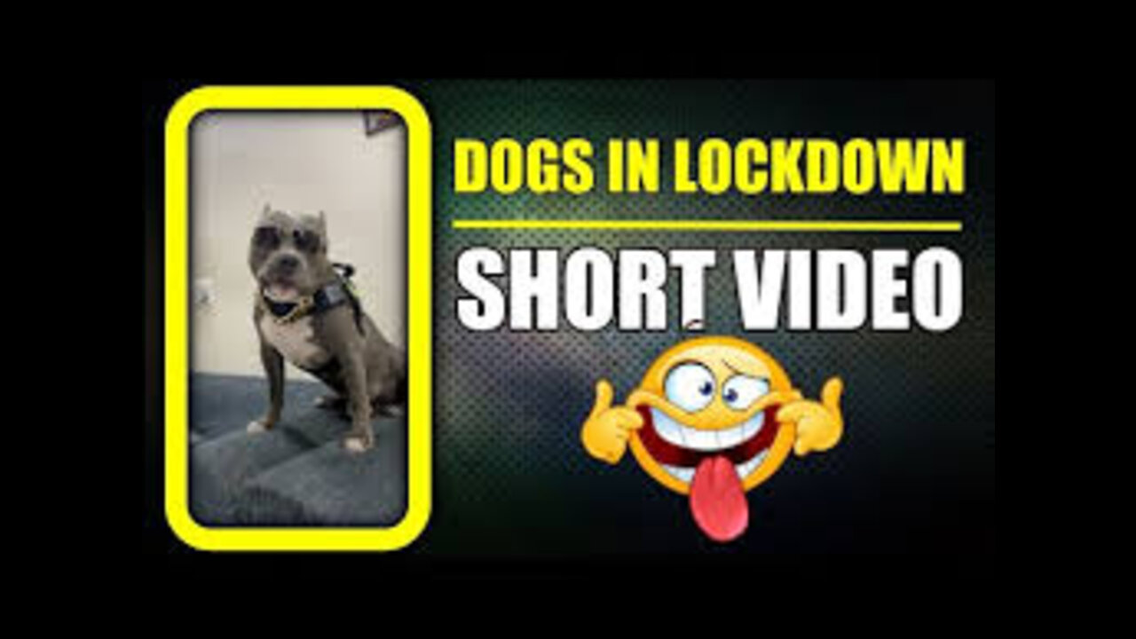 Other's dogs vs My dog - Funny dog #Shorts