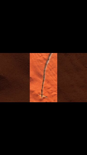 Spectacular video of processionary caterpillars. #shorts