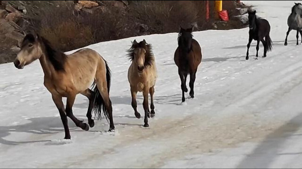 CABALLO SALVAJES SIERRA NEVADA