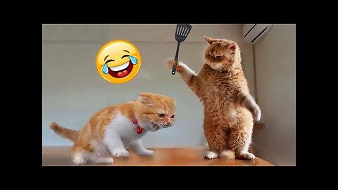 Try Not To Laugh Animals : 1 Hour of Funniest Cat Videos #19 | Funny Animal Videos