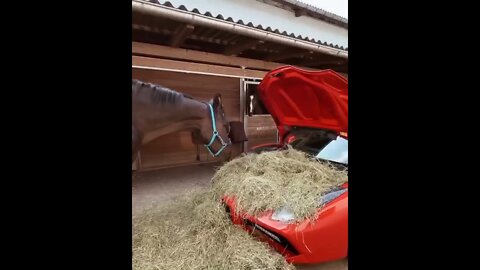 Horse and its luxury breakfast