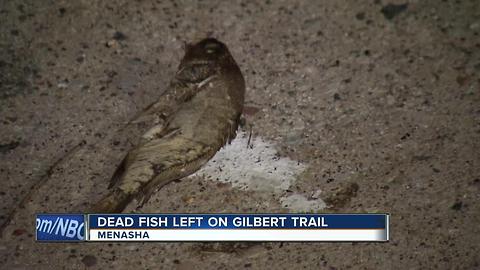 Dead fish scattered on Gilbert Trail in Menasha