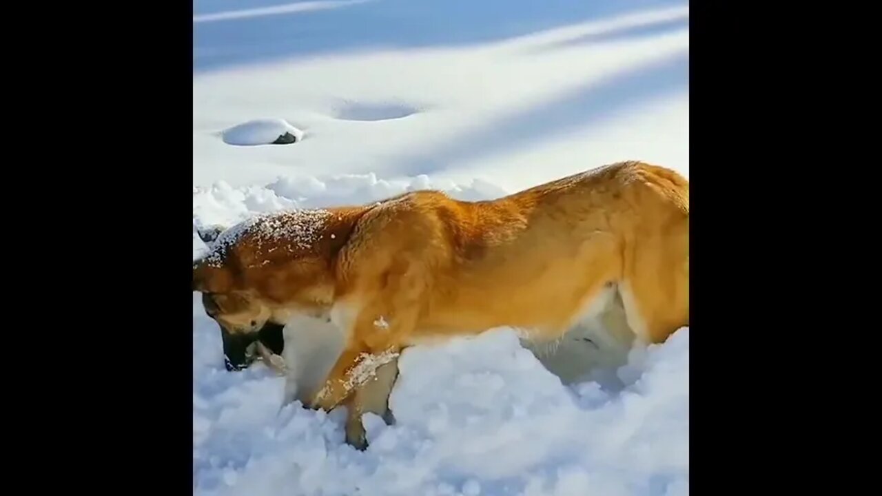 Dog gets frozen in the snow