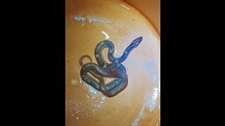 Dangerous Baby Snake Rescue.