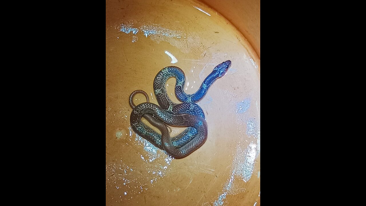 Dangerous Baby Snake Rescue.